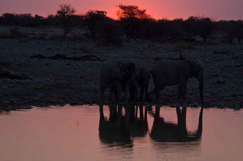 76 - Namibia - elefantes al atardecer - parque nacional de Etosha